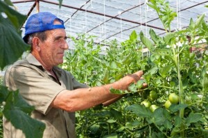 Udruživanje nije uvjet proizvodno vezanih potpora!