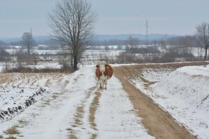 Ima više dana nego kobasica, a ako je u prosincu zelene trave, slabo će biti za krave