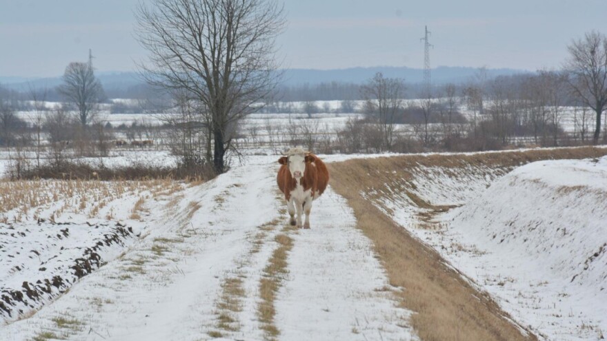 Ima više dana nego kobasica, a ako je u prosincu zelene trave, slabo će biti za krave