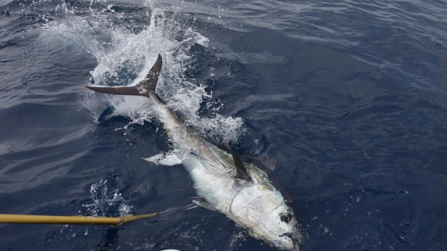 Raspodjela državne kvote za plavoperajnu tunu za 2020. godinu