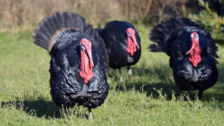 7. Državna izložba izvornih pasmina peradi