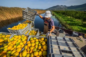 Nepoštene prakse prema dobavljačima mandarina? Pokrenut postupak protiv Frigo Bonsai