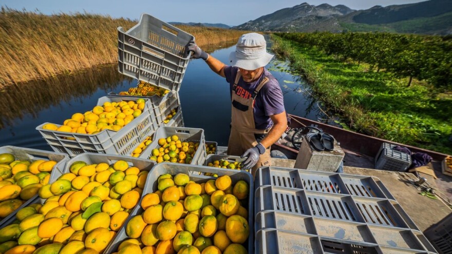Nepoštene prakse prema dobavljačima mandarina? Pokrenut postupak protiv Frigo Bonsai