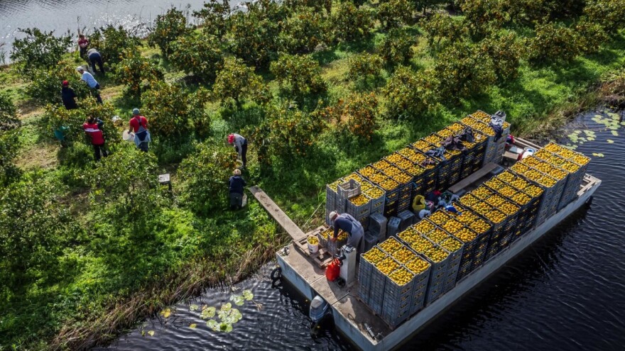 Proizvođači mandarina: Trpimo ogromnu štetu zbog klorpirifosa, a ovo je prava istina