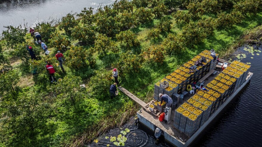 U dolini Neretve nam je 98 posto nasada pod mandarinom, najveći je 10 hektara