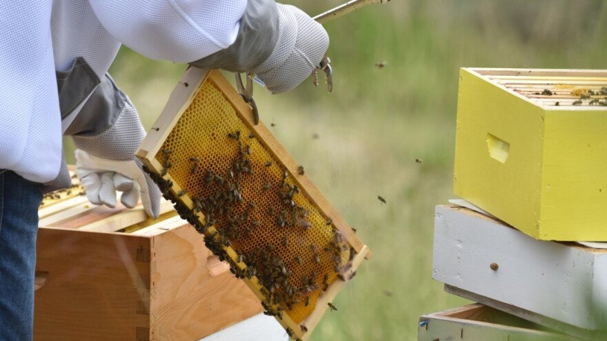 I pčelari dolaze na svoje - održat će se 11. Međunarodni sajam Dalmatina