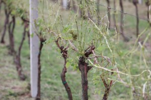 Tuča ogolila vinograde: Oštećeno do 100 ha nasada Iločkih podruma