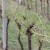 Tuča ogolila vinograde: Oštećeno do 100 ha nasada Iločkih podruma