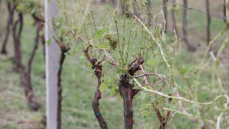Tuča ogolila vinograde: Oštećeno do 100 ha nasada Iločkih podruma
