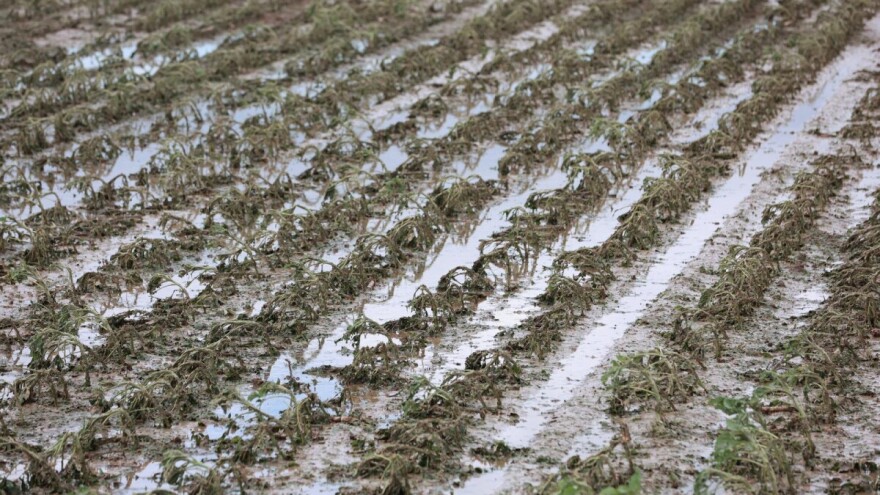 Tuča uništila i ratarske kulture - neke nepopravljivo, neke će se možda obnoviti