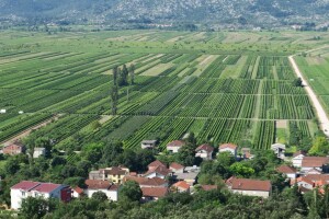 Umjesto trganja - piljenje?! U vinogradima Pojezerja odvija se katastrofa