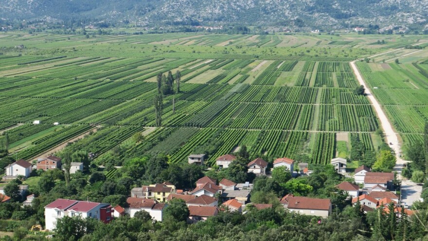 Umjesto trganja - piljenje?! U vinogradima Pojezerja odvija se katastrofa