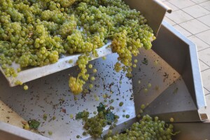 Istarske delicije - od vina preko ombula do fuži