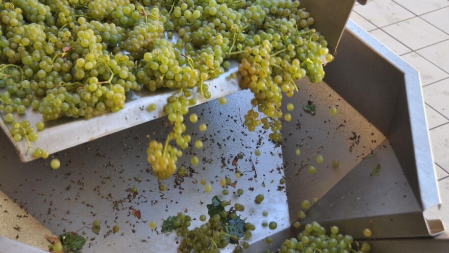 Istarske delicije - od vina preko ombula do fuži