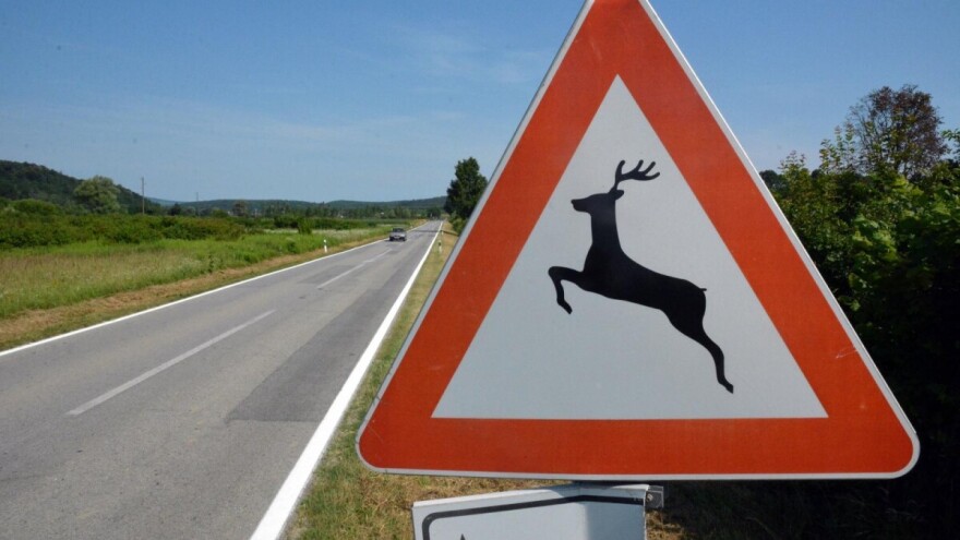 U tjedan dana devet sudara vozila sa životinjama, udarili srnu, divlje svinje, ovcu