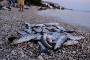 Povišena temperatura mora nije razlog pomora riba u Stobreču