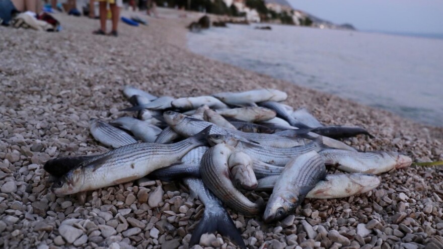 Povišena temperatura mora nije razlog pomora riba u Stobreču