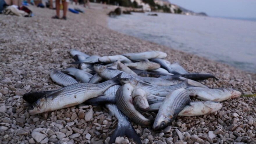 Povišena temperatura mora nije razlog pomora riba u Hrvatskoj