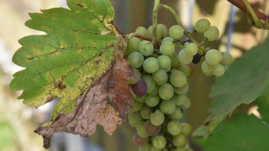 Vrijeme je za prvo tretiranje protiv američkog cvrčka, vektora zlatne žutice vinove loze!