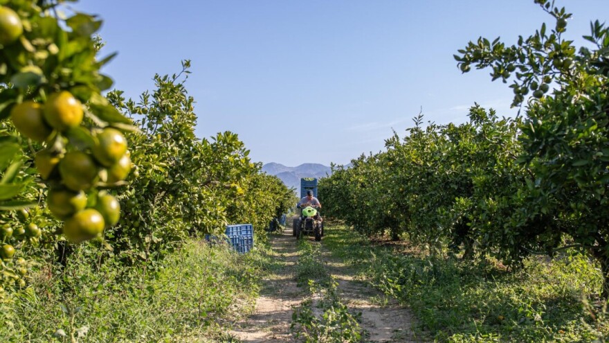 Vrijeme je za preventivno tretiranje mandarina protiv mediteranske voćne muhe