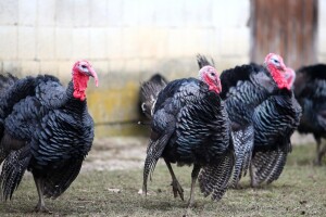 Tušek: Zagorje će uskoro imati kompletno zaštićen meni na EU razini