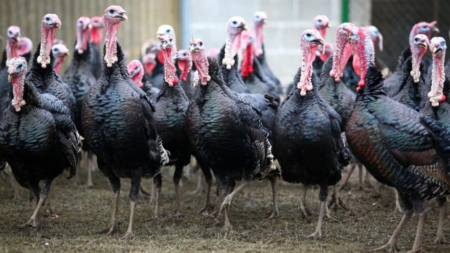Što su fleksibilne klaonice i kako ih registrirati?