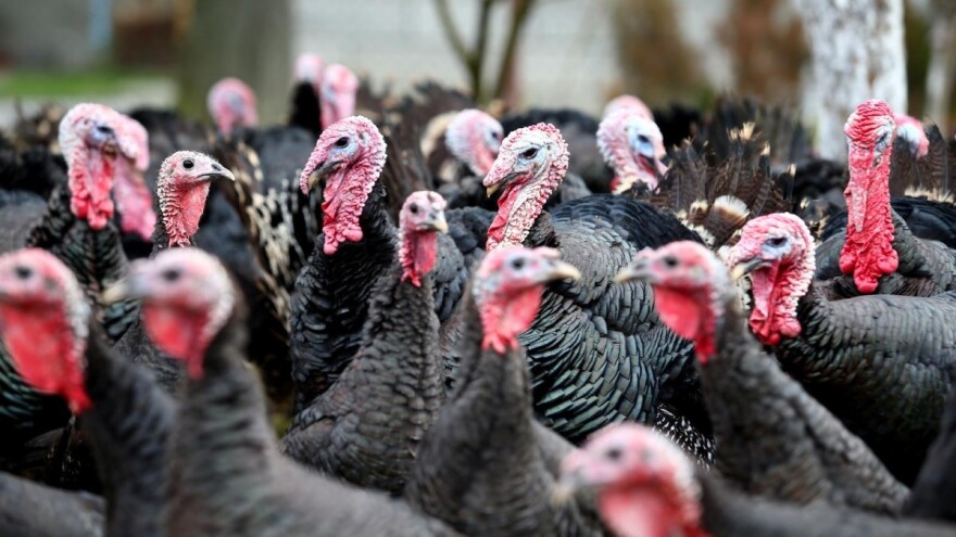 Pravilnik o provedbi programa potpore uzgoja izvornih pasmina peradi u javnom savjetovanju