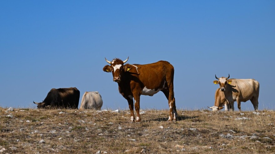 Uzgajivačima stoke zbog posljedica izbijanja bedrenice isplaćeno nešto više od milijun eura