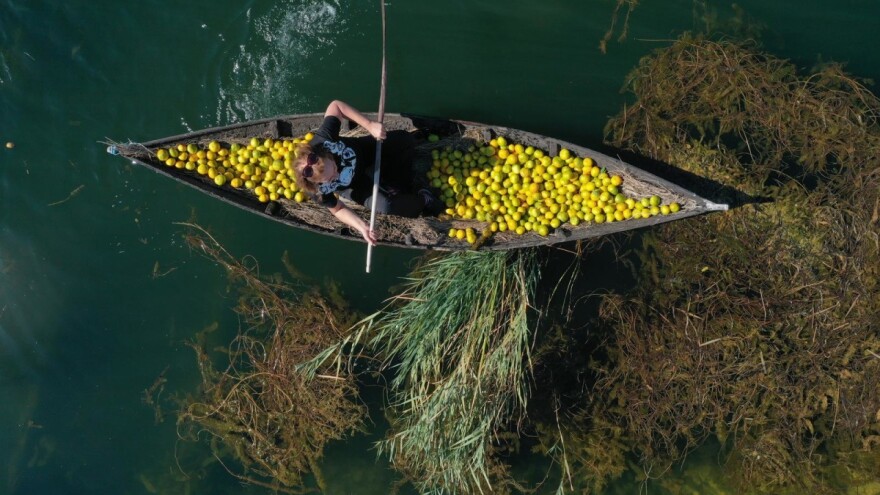 Pada otkupna cijena mandarine, pokrenuta inicijativa samostalnog plasmana