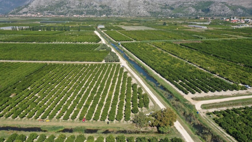Štetnik koji napada više od 90 biljnih vrsta potvrđen u dolini Neretve - koje mjere slijede?
