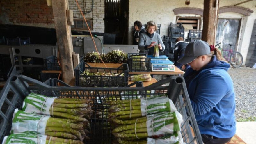 Kradu ubrane šparoge pa i voće školskih voćnjaka