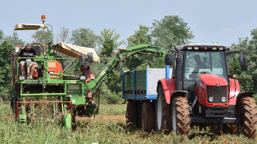 Prije godinu dana krenuli od nule, danas na više od 100 hektara uzgajaju rajčicu