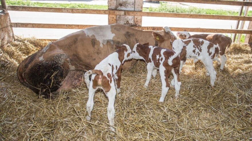 Krava Sunčica otelila četvorke!