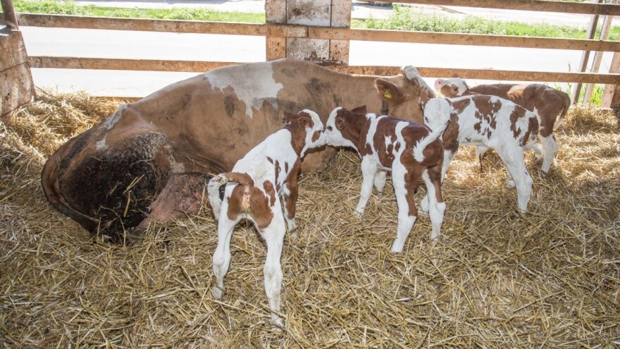 Krava Sunčica otelila četvorke!