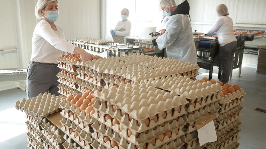 Opet salmonela? Marijan Lukač: Ovo nijedan peradar ne doživljava, žrtva sam namještaljke