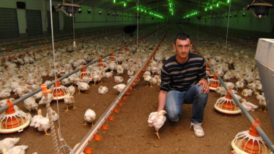 Manji rizik od ptičje gripe, perad može biti vani