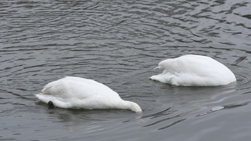 Ptičja gripa kod labudova, povećano ugibanje divljih ptica i u Kopačkom ritu