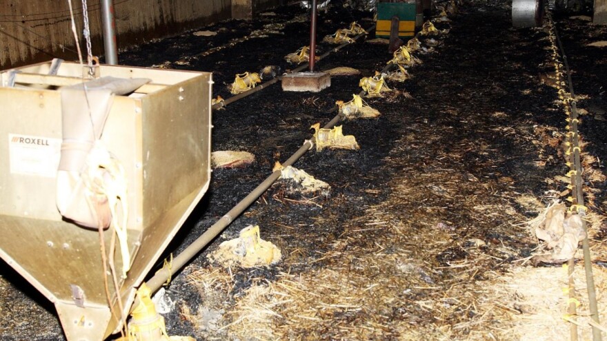 Požar progutao farmu, više tisuća pilića se ugušilo