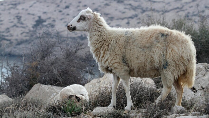 Ovčarstvo je ključ za očuvanje bioraznolikosti kvarnerskih otoka