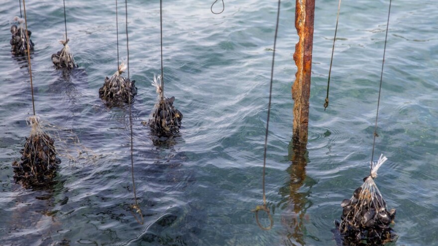 Pomor dagnji - što se događa u Novigradskom moru?