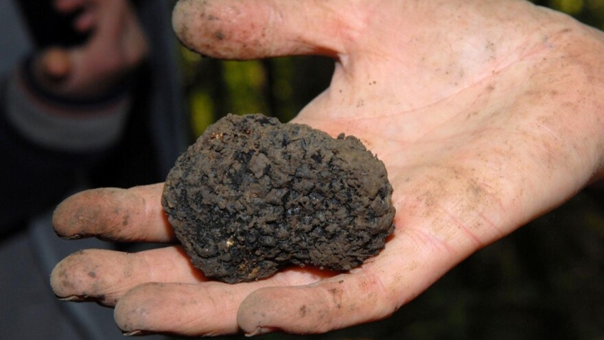 Lov na crne tarfute turopoljskog luga novi 'mamac' za turiste