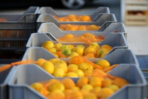Neizdavanje otkupnog bloka? Proizvođači mandarina zatražili nadzor provedbe ZNTP-a