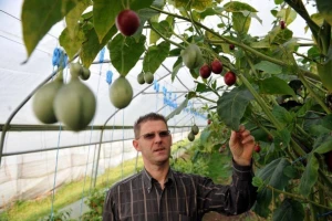 Egzotična guava multinamjensko voće budućnosti