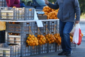 Otkupna cijena mandarina opet drastično pala - uzrok je datum, a ne tržište?