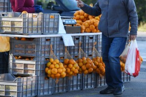 Otkupna cijena mandarina opet drastično pala - uzrok je datum, a ne tržište?