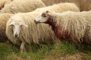 Užas u Dalmaciji: Vuk zaklao skoro celo stado ovaca