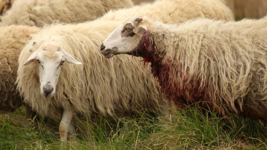 Užas u Dalmaciji: Vuk zaklao skoro cijelo stado ovaca