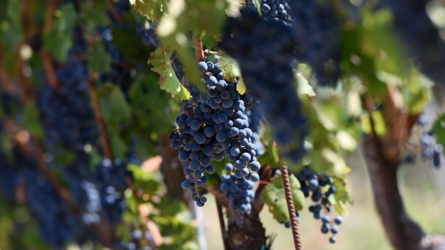 Slovenija izgubila spor, Hrvatska ima pravo koristiti naziv Teran