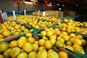 Izvoz mandarina: Državni inspektorat radit će i vikendom
