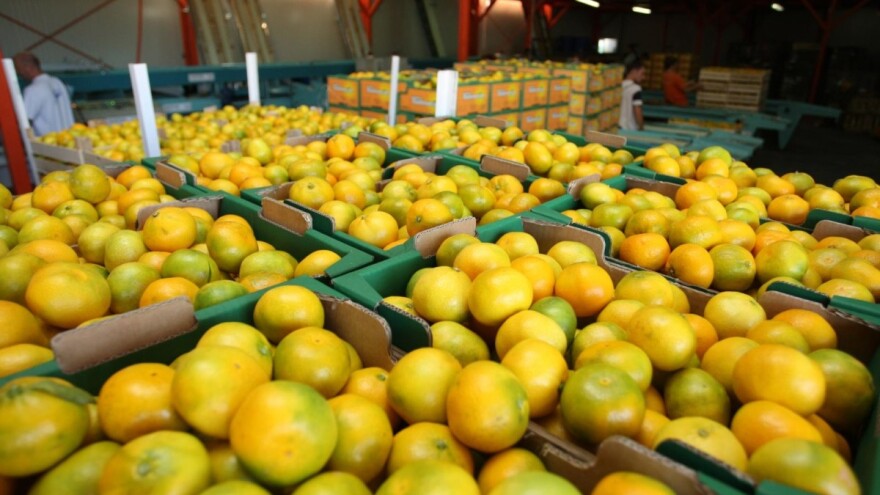 Izvoz mandarina: Državni inspektorat radit će i vikendom